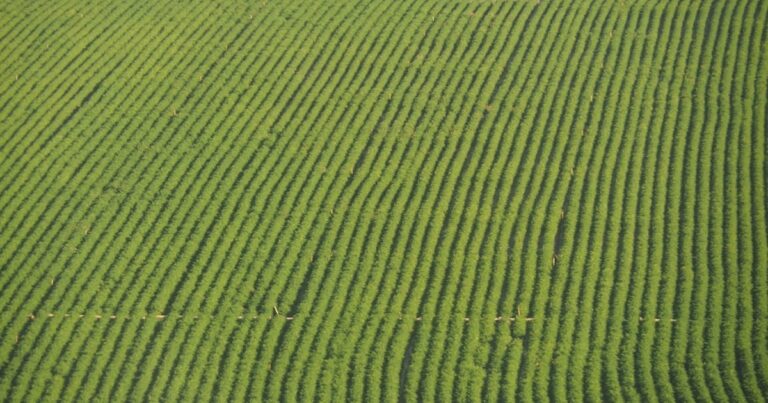 人物のいない緑豊かな農地と栽培畝を写した横長写真、島根県立出雲農林高校の4学科・進路・2027年度入試を解説する記事のサムネイル