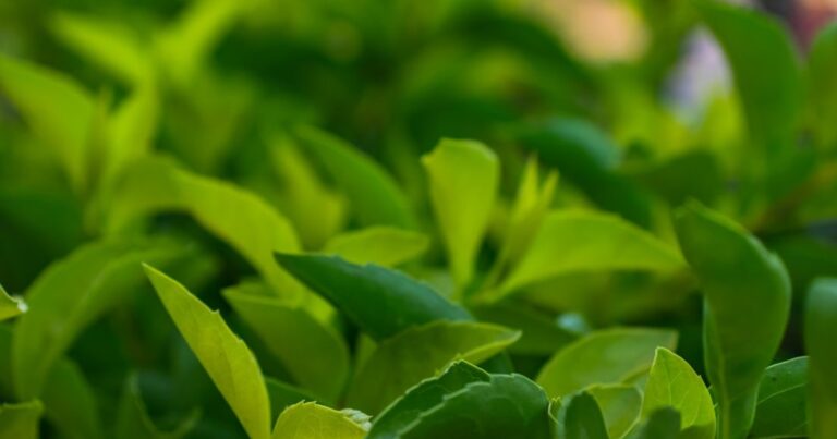 人物のいない学校の温室と植物を背景に、柏崎総合高校の4系列と2027年度一般選抜を考えるイメージ