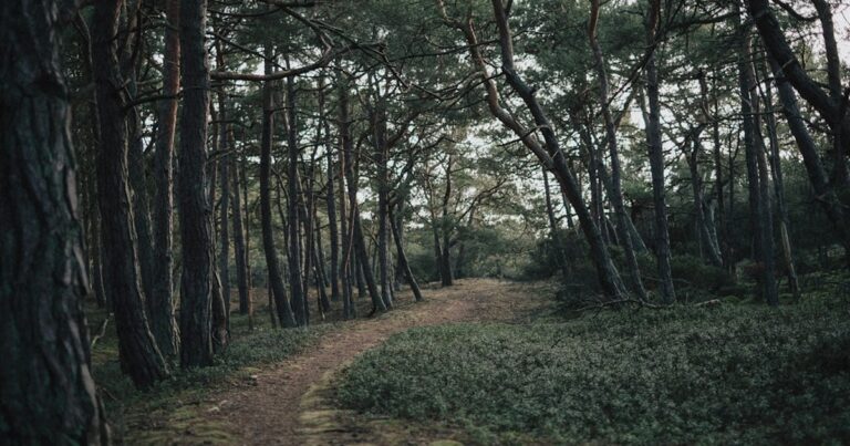 人物のいない緑豊かな風景と進路を思わせる道、倉敷翠松高校の4学科と2027年度入試を解説する横長サムネイル