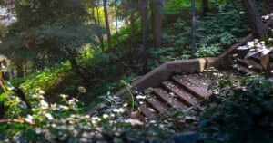 人物のいない木漏れ日の緑の小径と階段。武蔵村山高校の地域・里山・進路を考えるイメージ