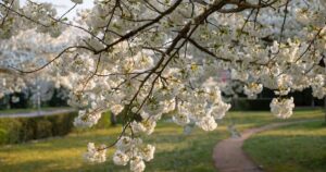 人物のいない満開の桜と緑の風景を背景に、日体大桜華高校の2027年度入試と女子校3コースを考える記事サムネイル