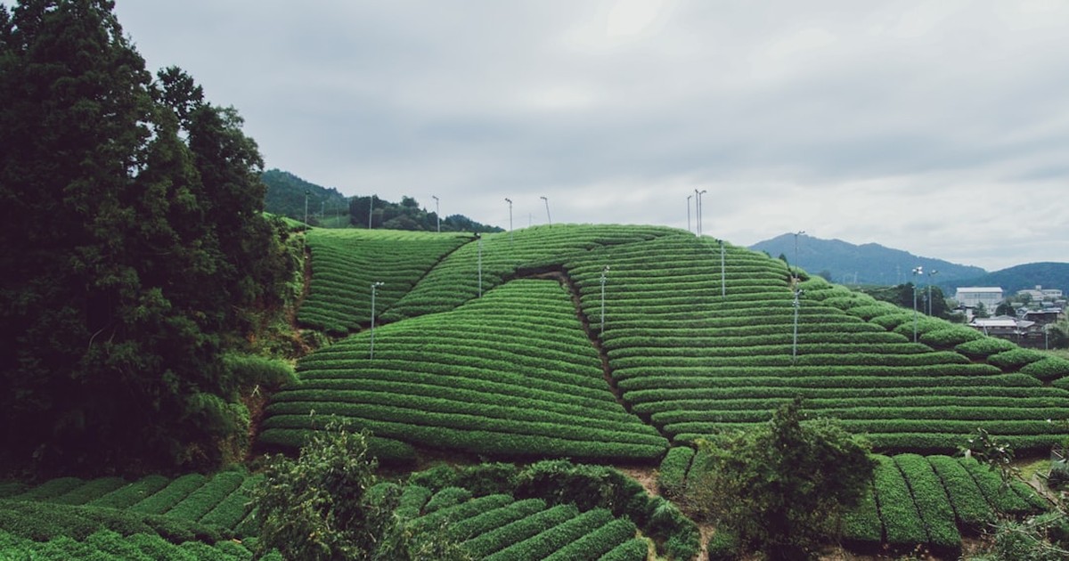 人物のいない日本の緑の茶畑を写した静岡女子高校2027年度入試解説のサムネイル